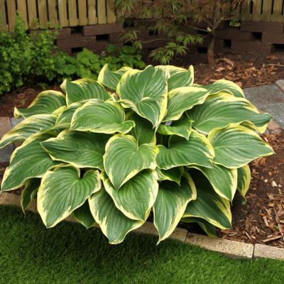 Hosta 'Broadway'